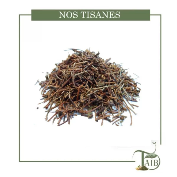 Plante _Queues de cerise(ventre plat)